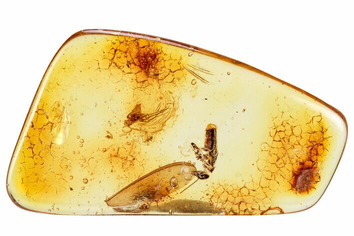 Polished Colombian Copal ( g) - Partail Termite and Fly #326746